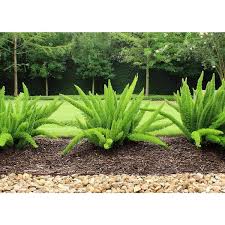 RedCrocus Fern-Foxtail Indoor Plant | Shade-Tolerant Fern for Containers & Gardens | Non-Toxic, Pet-Friendly, 2-3 ft Foliage Plant  10" Pot