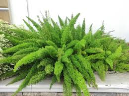 RedCrocus Fern-Foxtail Indoor Plant | Shade-Tolerant Fern for Containers & Gardens | Non-Toxic, Pet-Friendly, 2-3 ft Foliage Plant  10" Pot