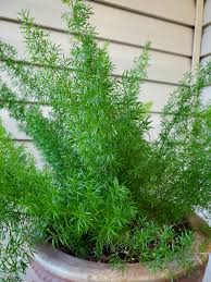 RedCrocus Fern-Foxtail Indoor Plant | Shade-Tolerant Fern for Containers & Gardens | Non-Toxic, Pet-Friendly, 2-3 ft Foliage Plant  10" Pot