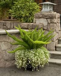 RedCrocus Fern-Foxtail Indoor Plant | Shade-Tolerant Fern for Containers & Gardens | Non-Toxic, Pet-Friendly, 2-3 ft Foliage Plant  10" Pot