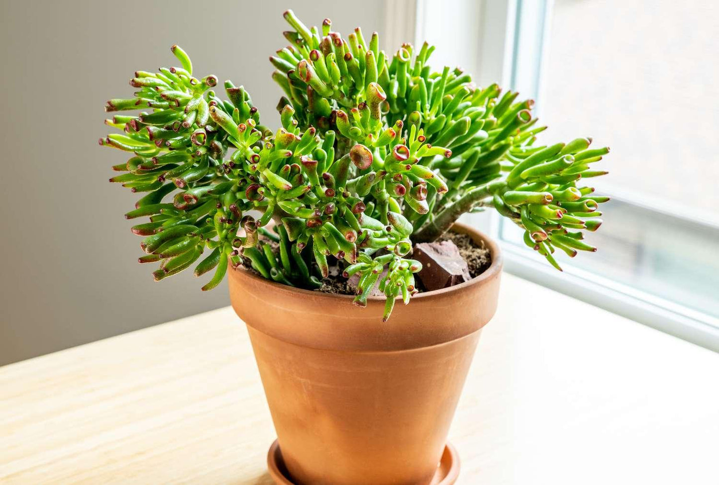 F Succulent Crassula Ovata Hobbit Jade - View 10 from www redcrocus com