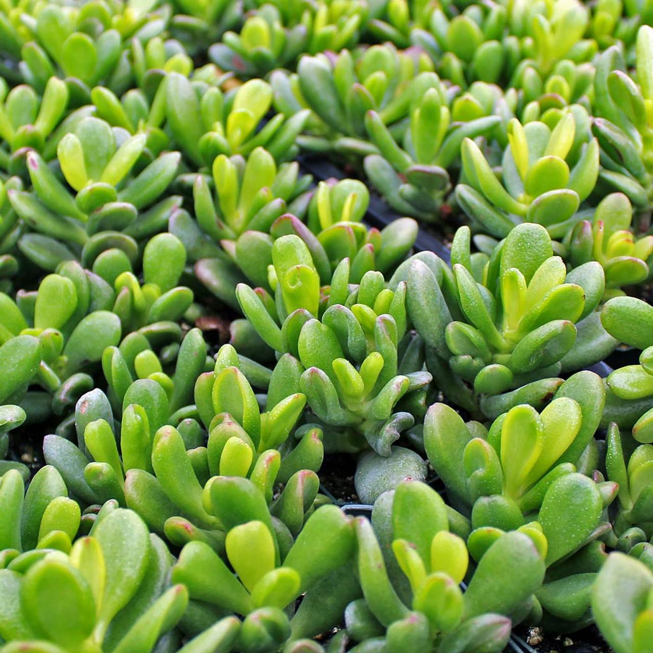 F Succulent Crassula Ovata Hobbit Jade - View 11 from www redcrocus com