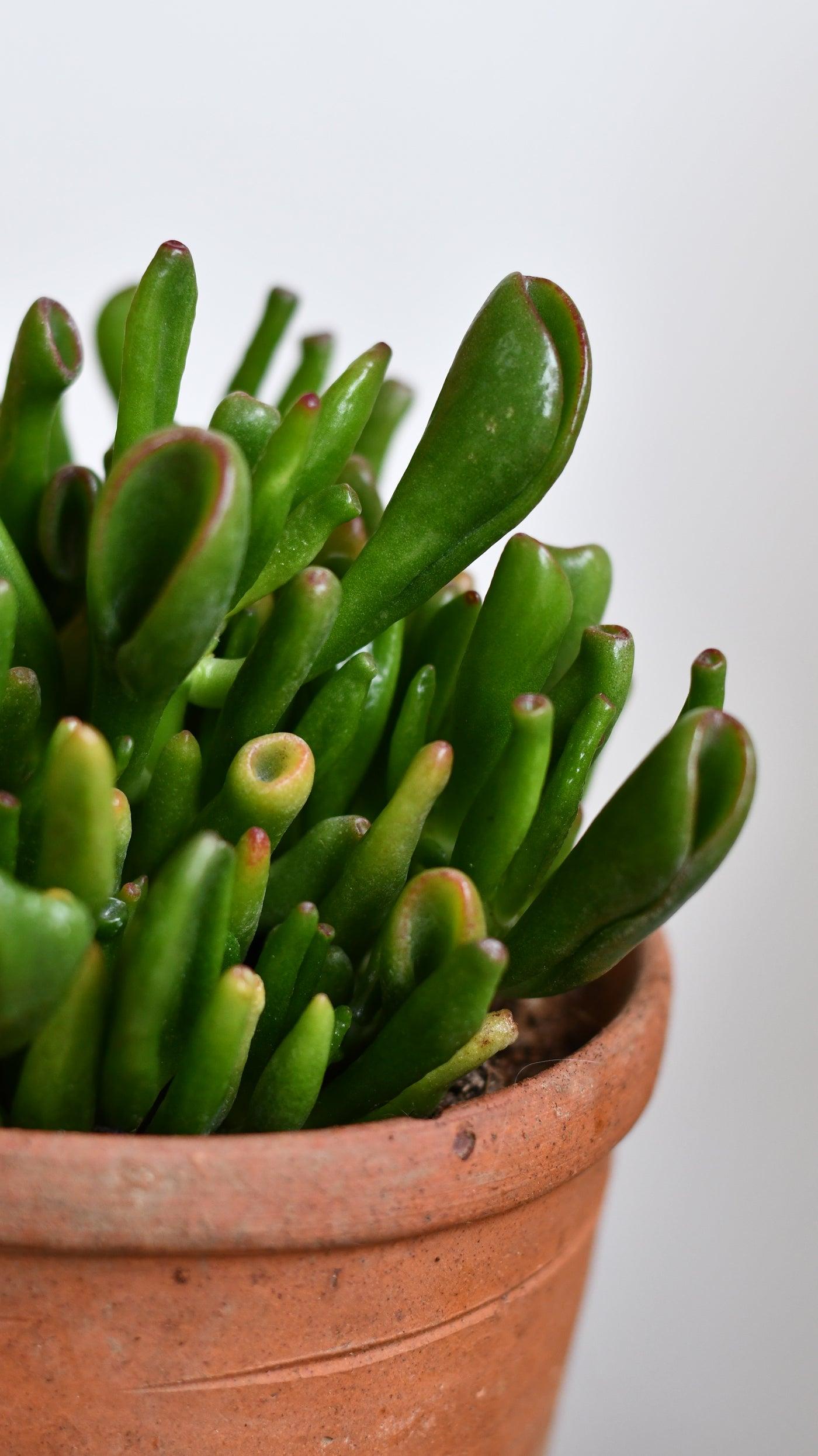 F Succulent Crassula Ovata Hobbit Jade - View 15 from www redcrocus com
