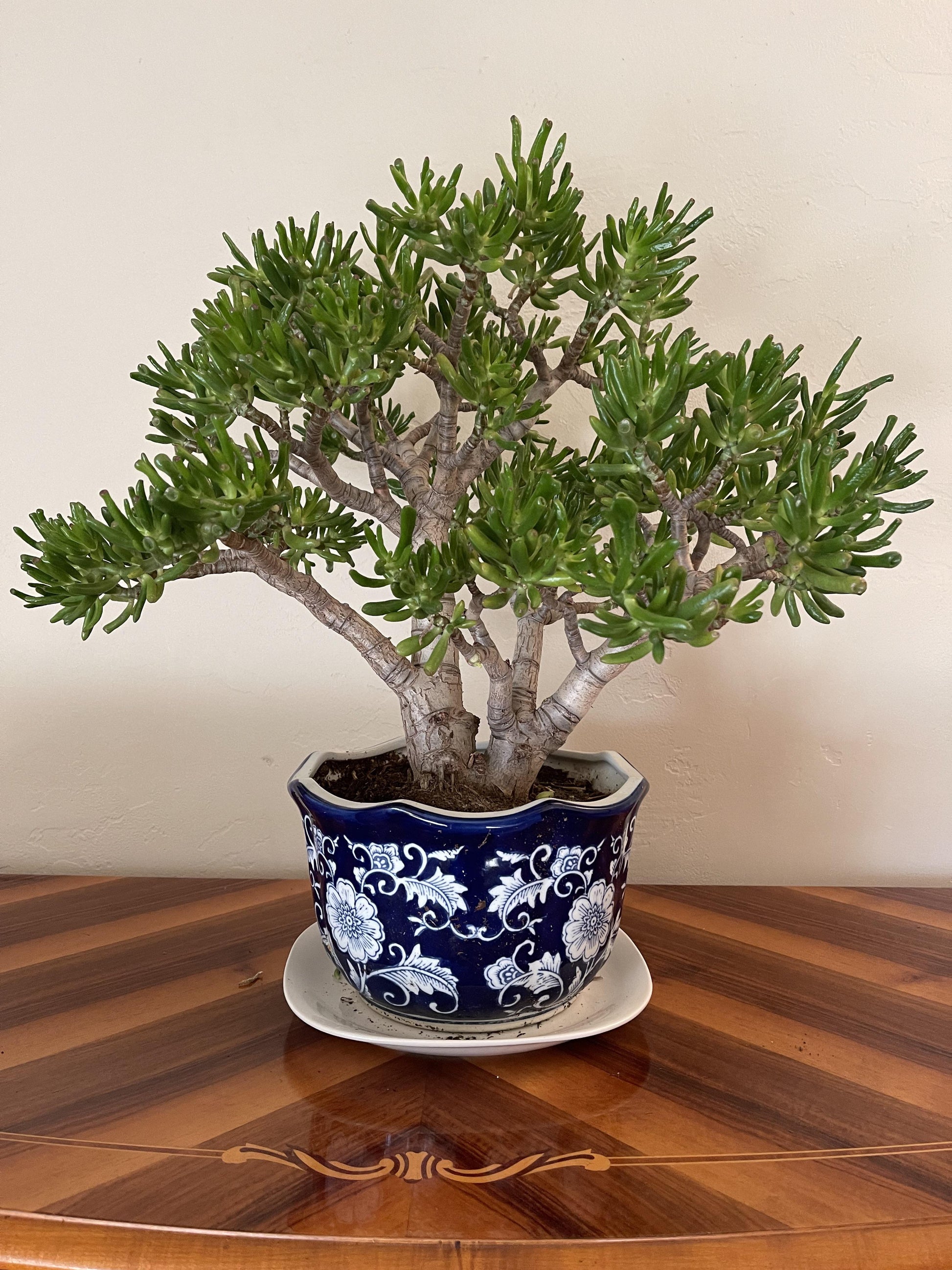 F Succulent Crassula Ovata Hobbit Jade - View 18 from www redcrocus com