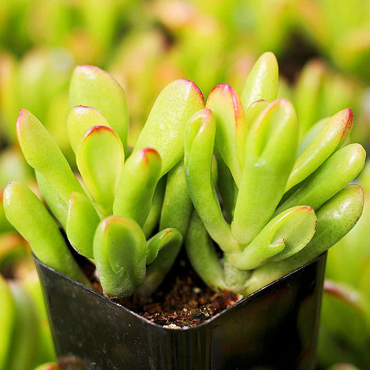F Succulent Crassula Ovata Hobbit Jade - View 1 from www redcrocus com