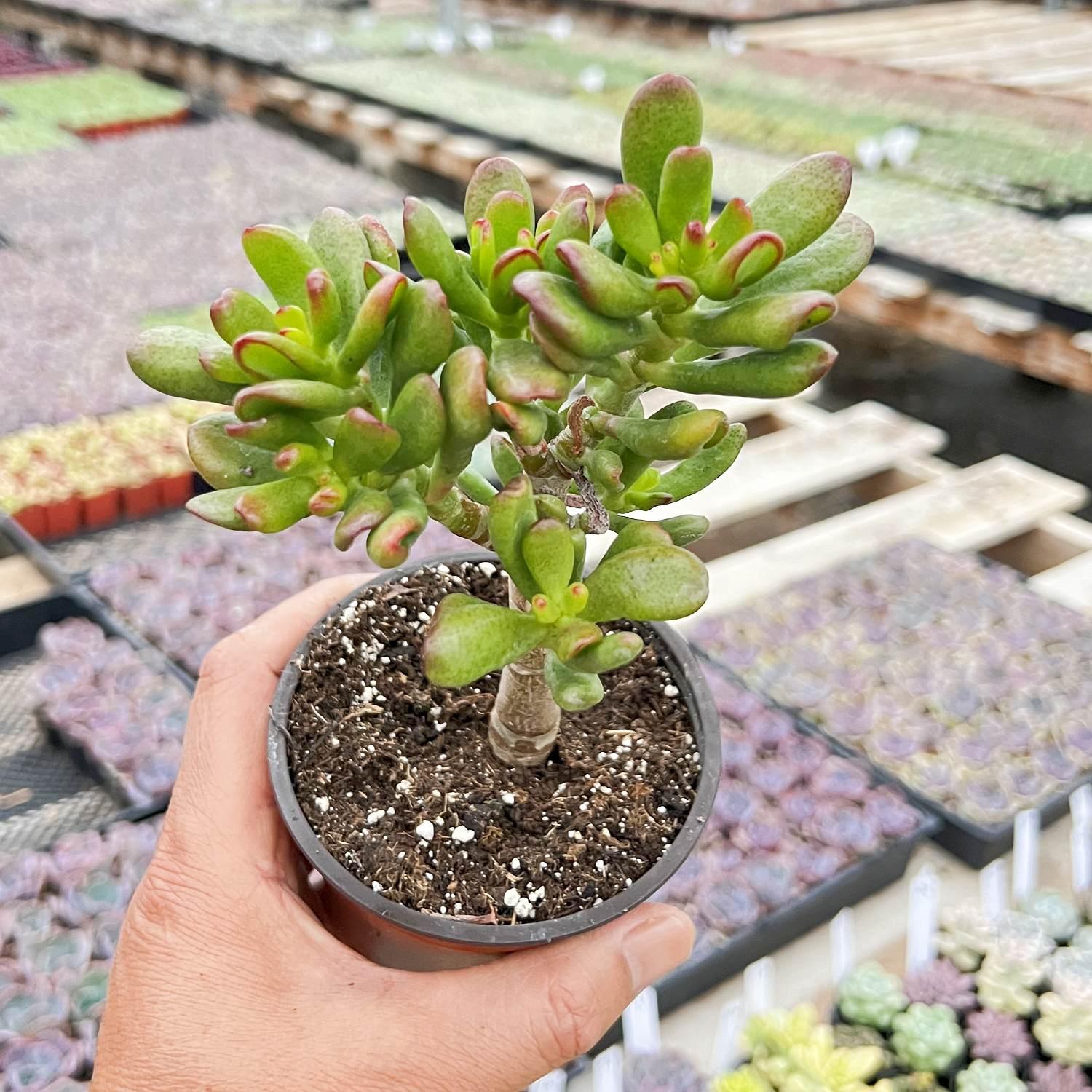 F Succulent Crassula Ovata Hobbit Jade - View 24 from www redcrocus com