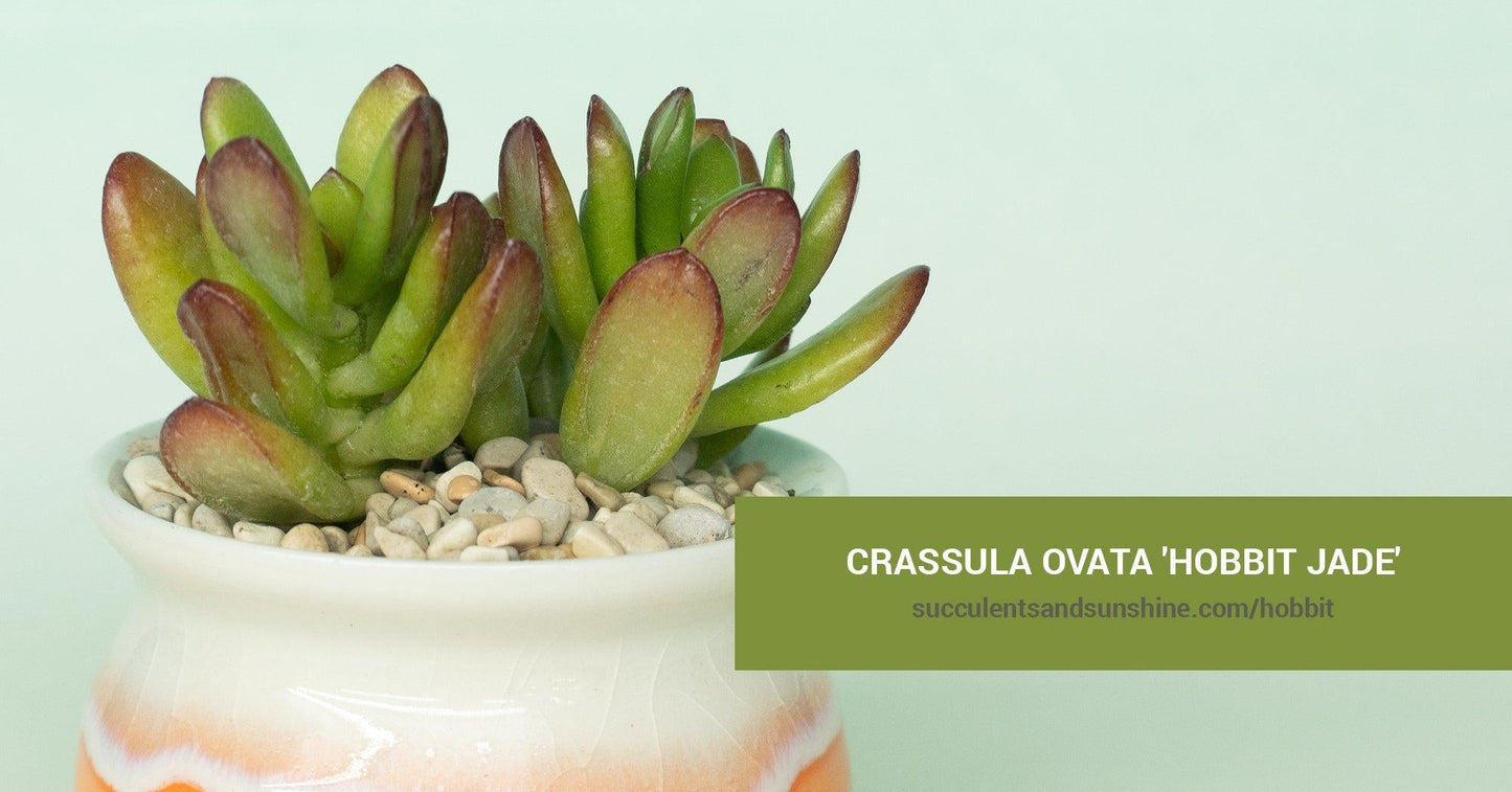 F Succulent Crassula Ovata Hobbit Jade - View 25 from www redcrocus com