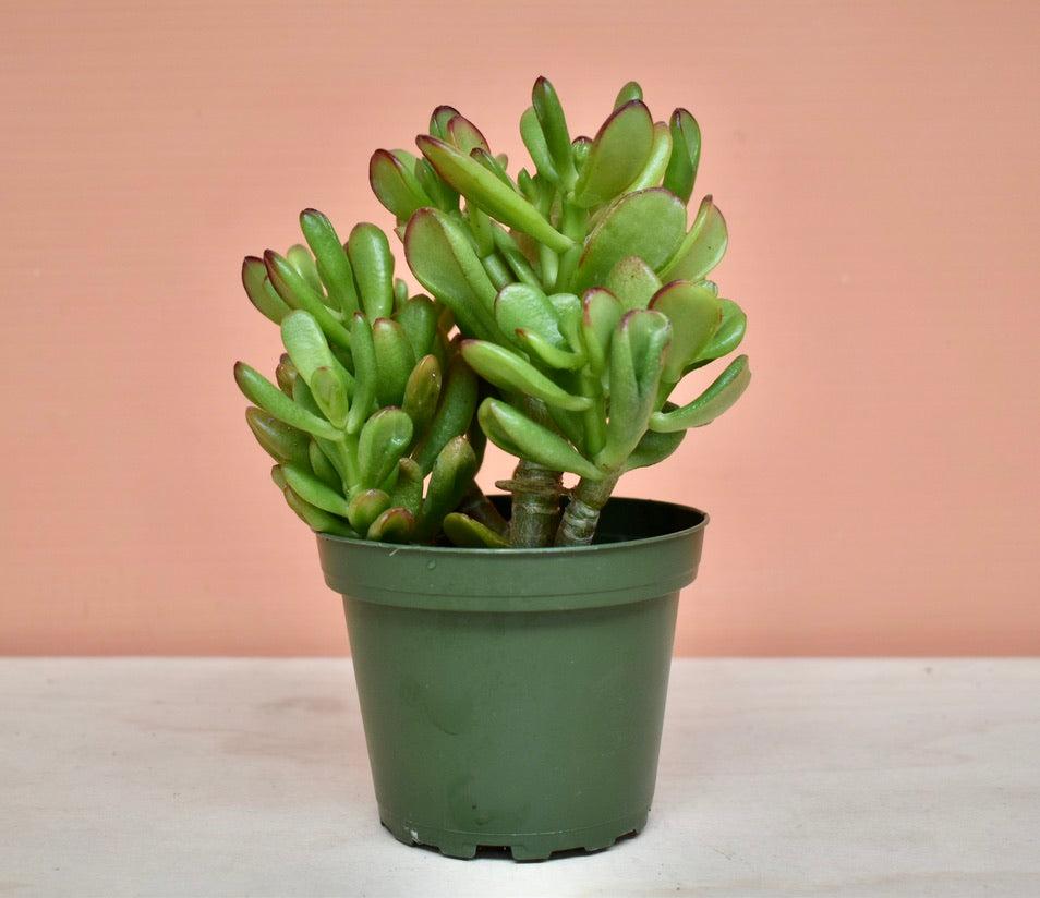 F Succulent Crassula Ovata Hobbit Jade - View 3 from www redcrocus com