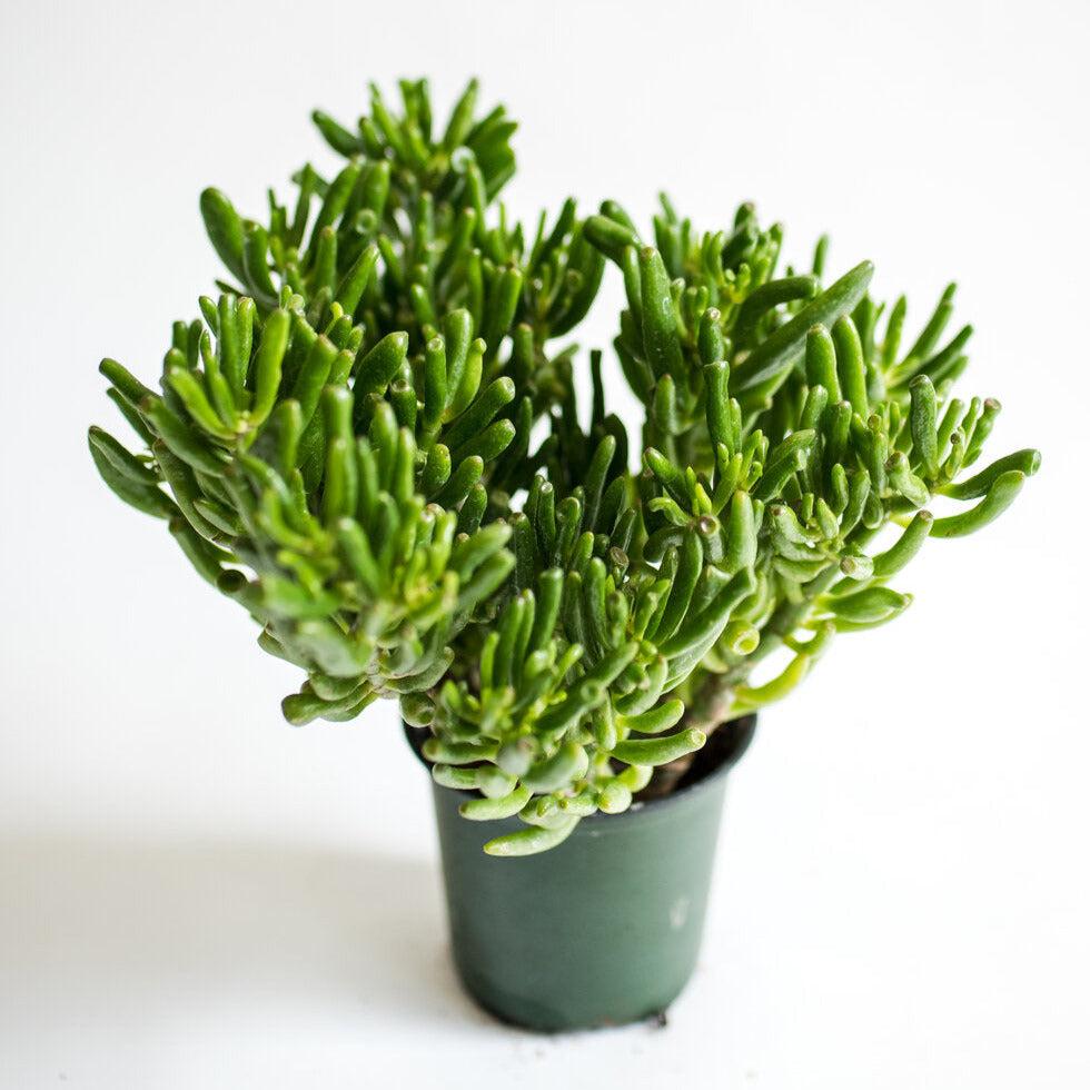 F Succulent Crassula Ovata Hobbit Jade - View 4 from www redcrocus com
