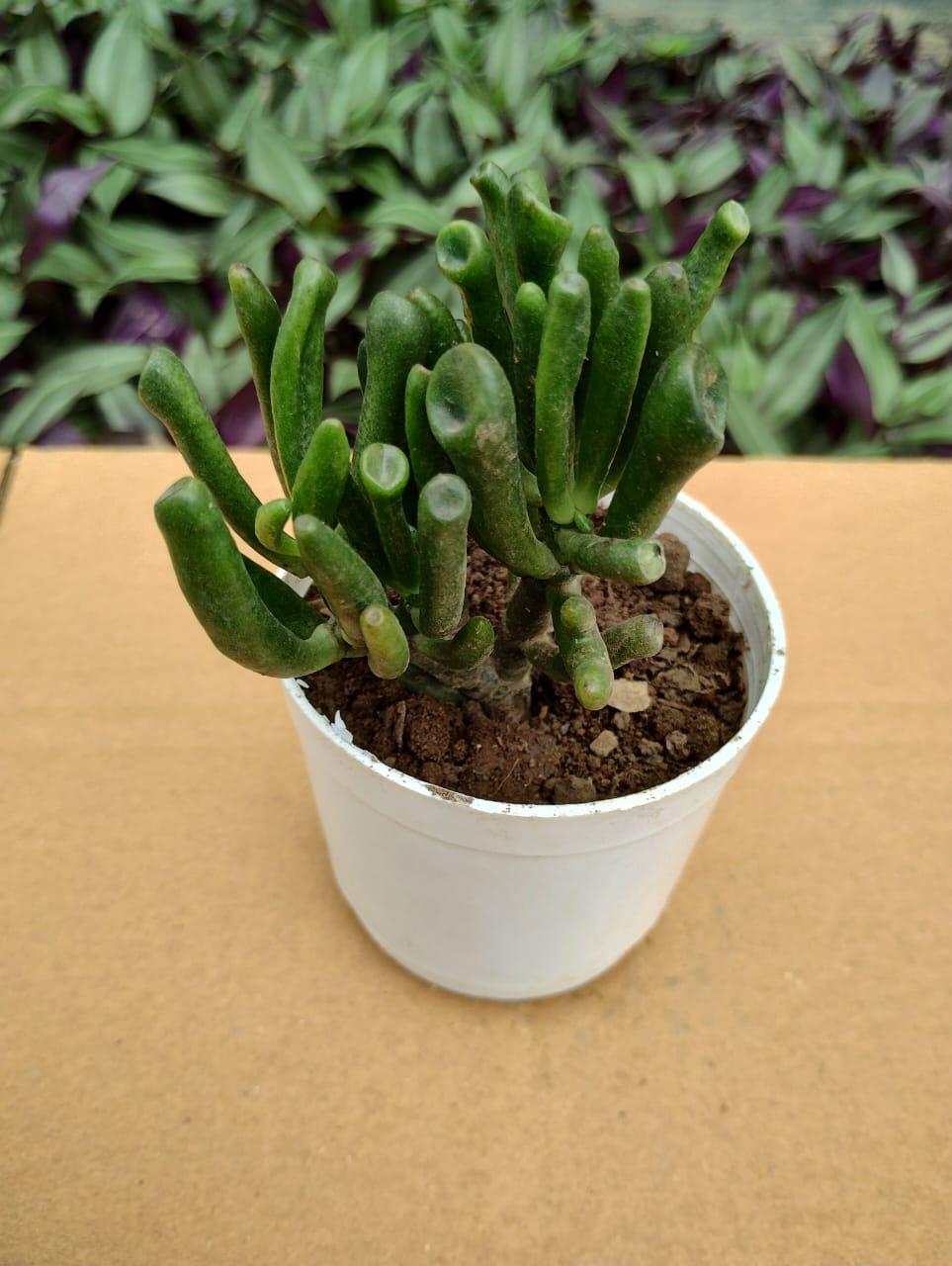 F Succulent Crassula Ovata Hobbit Jade - View 9 from www redcrocus com