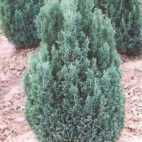 B63 Chamaecyparis Law  Elwoodii Green Eurocypress - View 11 from www redcrocus com