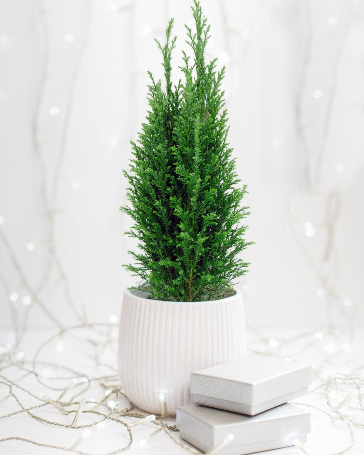 B63 Chamaecyparis Law  Elwoodii Green Eurocypress - View 14 from www redcrocus com