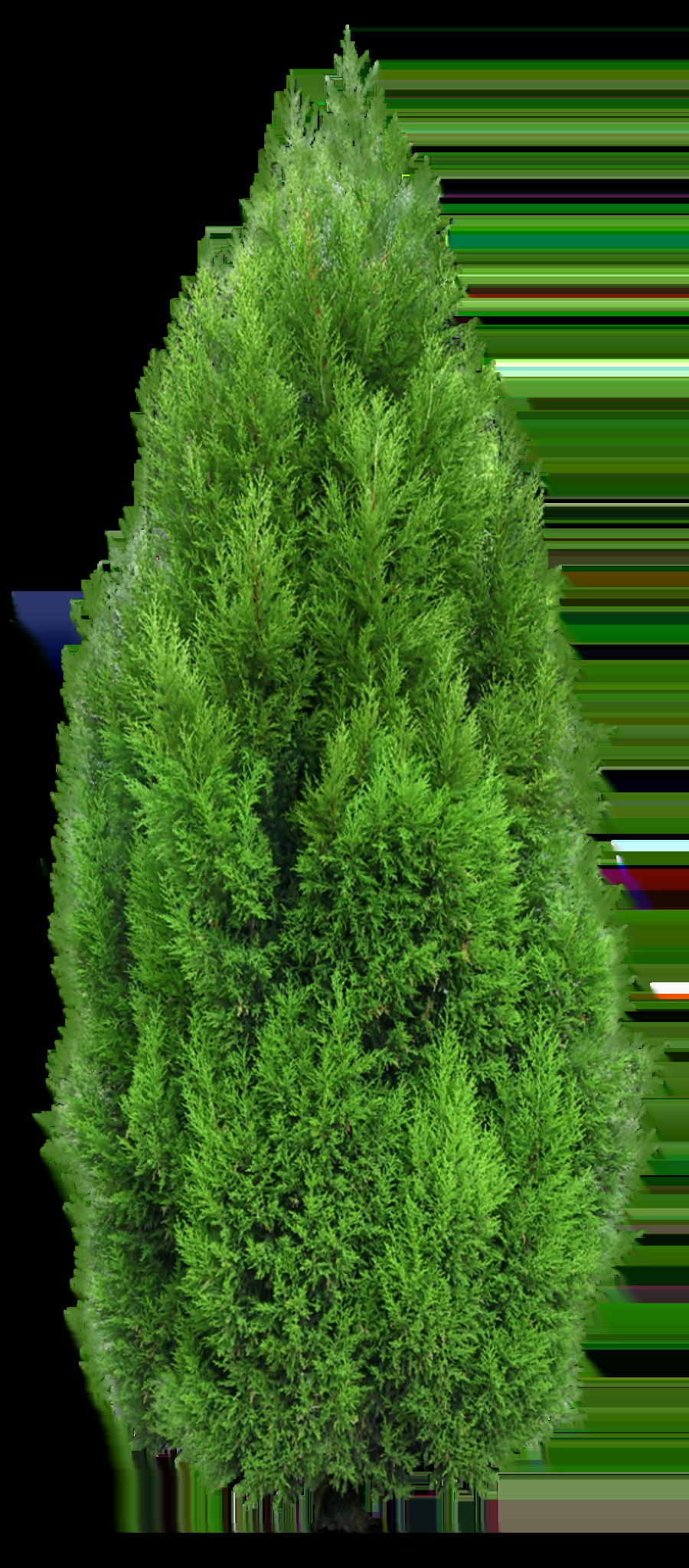 B63 Chamaecyparis Law  Elwoodii Green Eurocypress - View 22 from www redcrocus com