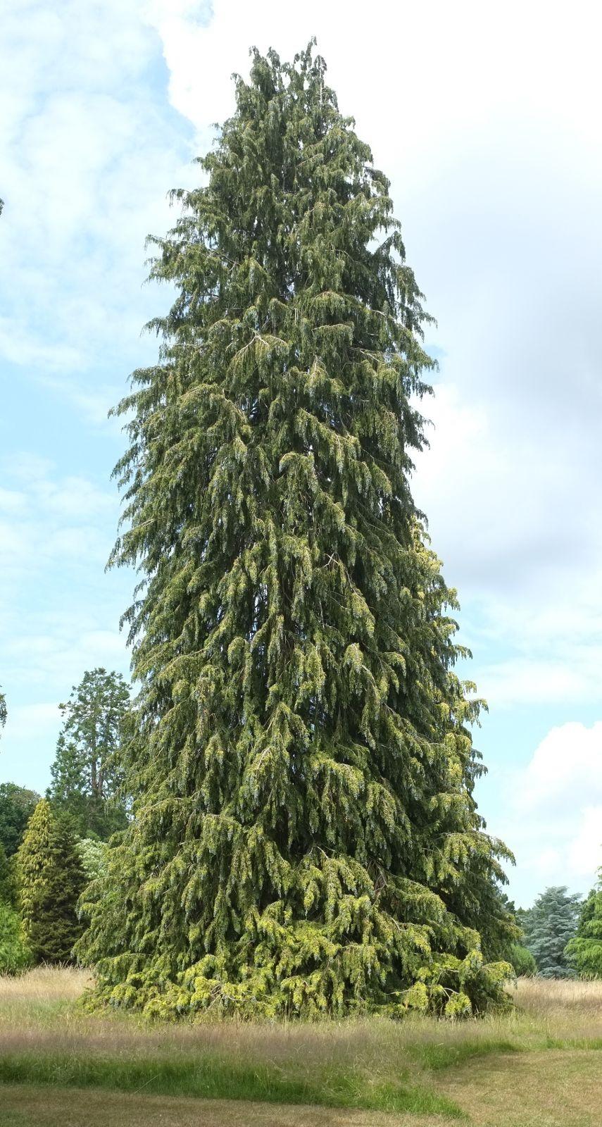 B63 Chamaecyparis Law  Elwoodii Green Eurocypress - View 24 from www redcrocus com