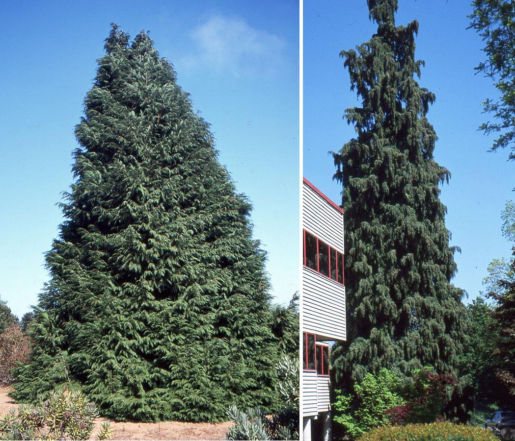 B63 Chamaecyparis Law  Elwoodii Green Eurocypress - View 29 from www redcrocus com