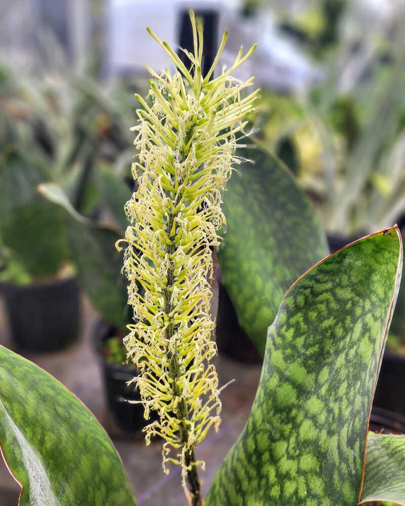 Bcc Sanseveria Whales Fin Green - View 10 from www redcrocus com