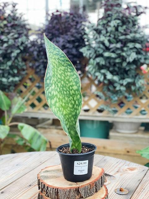 Bcc Sanseveria Whales Fin Green - View 11 from www redcrocus com