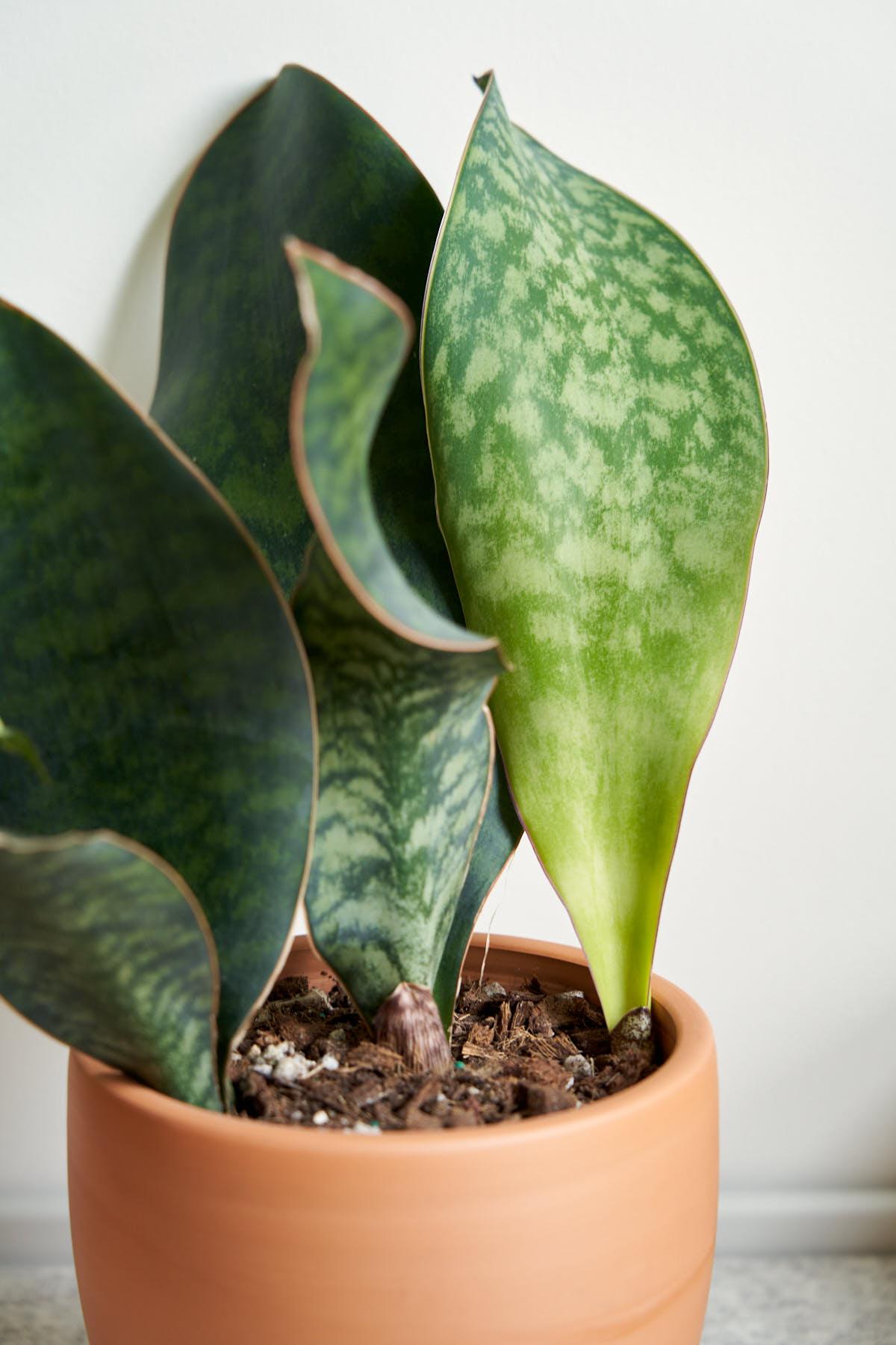 Bcc Sanseveria Whales Fin Green - View 13 from www redcrocus com