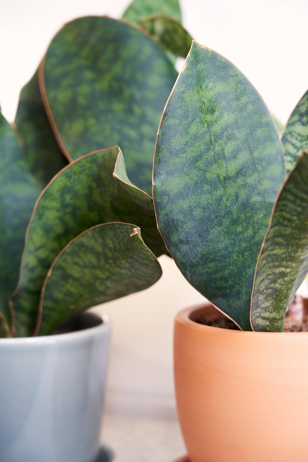 Bcc Sanseveria Whales Fin Green - View 18 from www redcrocus com