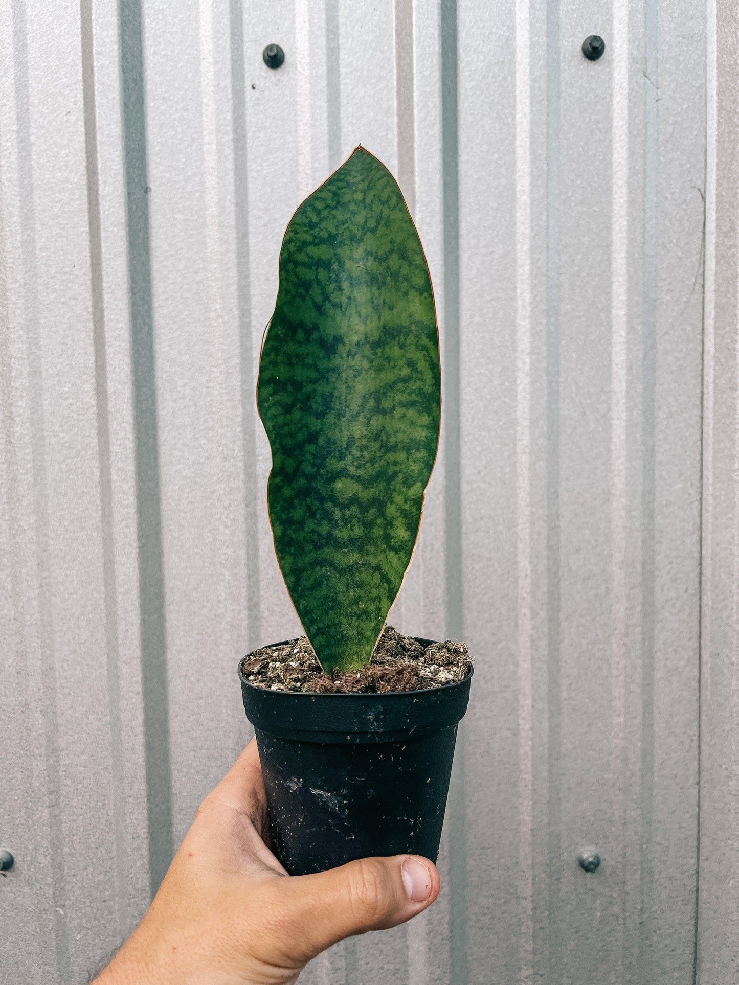 Bcc Sanseveria Whales Fin Green - View 20 from www redcrocus com