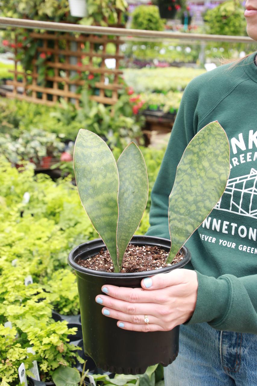 Bcc Sanseveria Whales Fin Green - View 21 from www redcrocus com