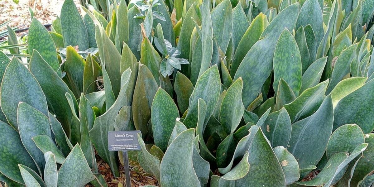 Bcc Sanseveria Whales Fin Green - View 23 from www redcrocus com