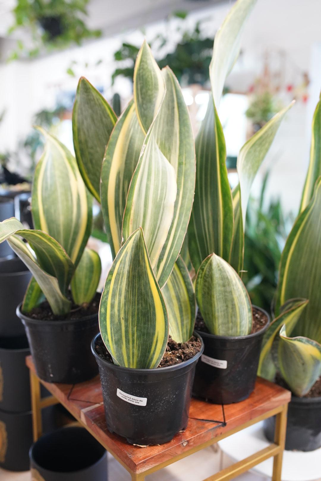 Bcc Sanseveria Whales Fin Green - View 24 from www redcrocus com