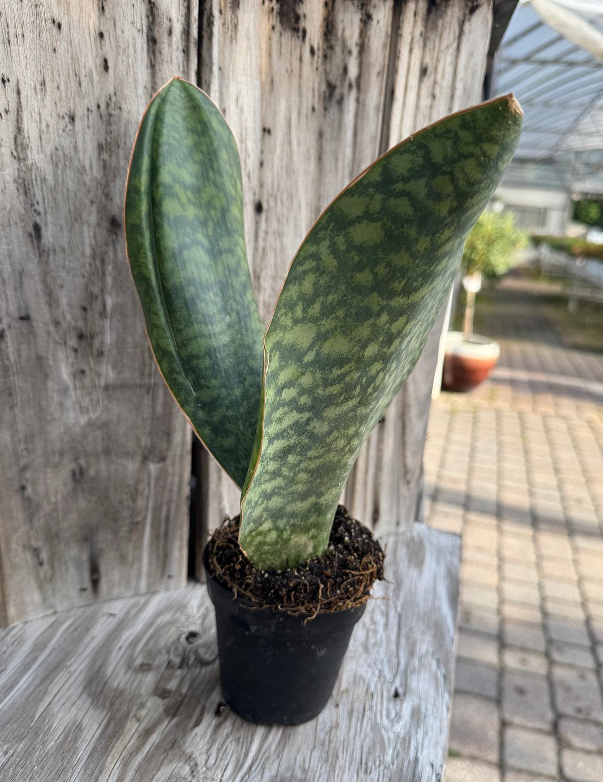 Bcc Sanseveria Whales Fin Green - View 28 from www redcrocus com