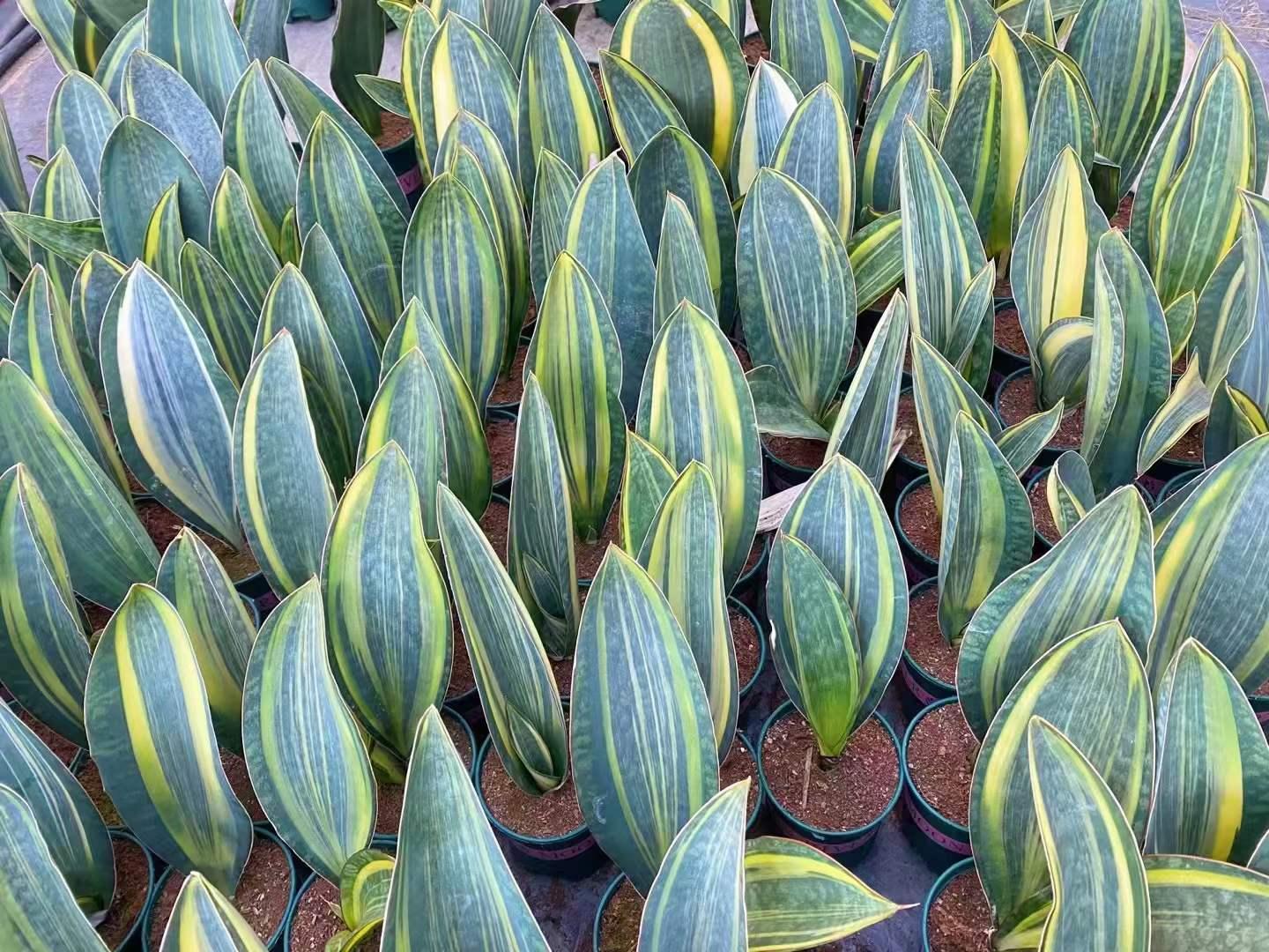 Bcc Sanseveria Whales Fin Green - View 29 from www redcrocus com