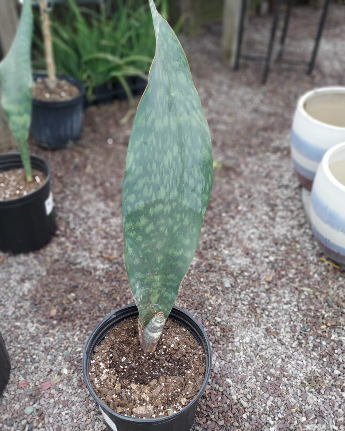 Bcc Sanseveria Whales Fin Green - View 30 from www redcrocus com