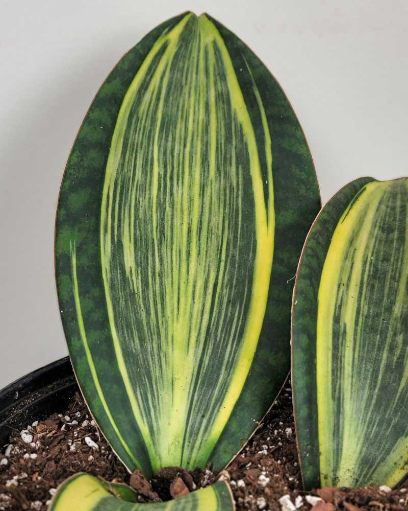 Bcc Sanseveria Whales Fin Green - View 35 from www redcrocus com