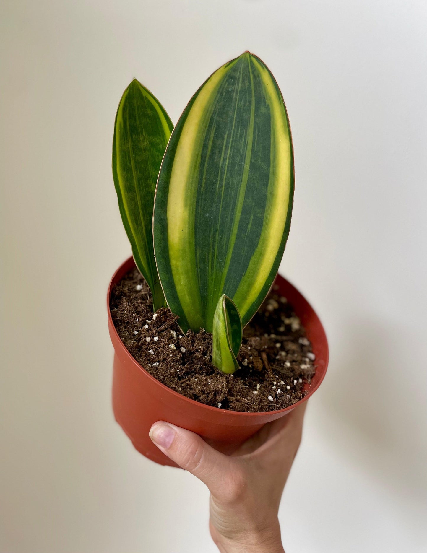 Bcc Sanseveria Whales Fin Green - View 7 from www redcrocus com