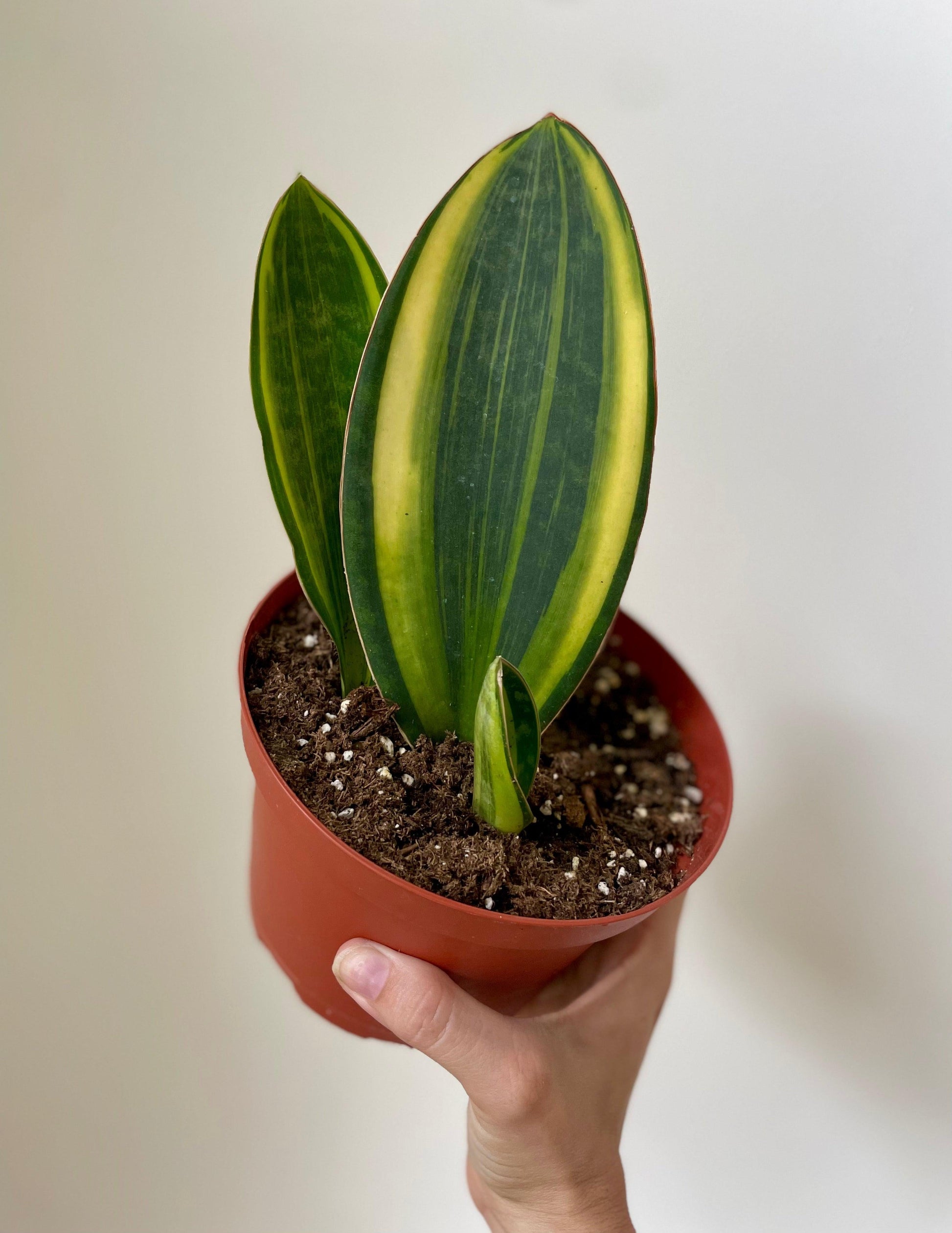 Bcc Sanseveria Whales Fin Green - View 7 from www redcrocus com