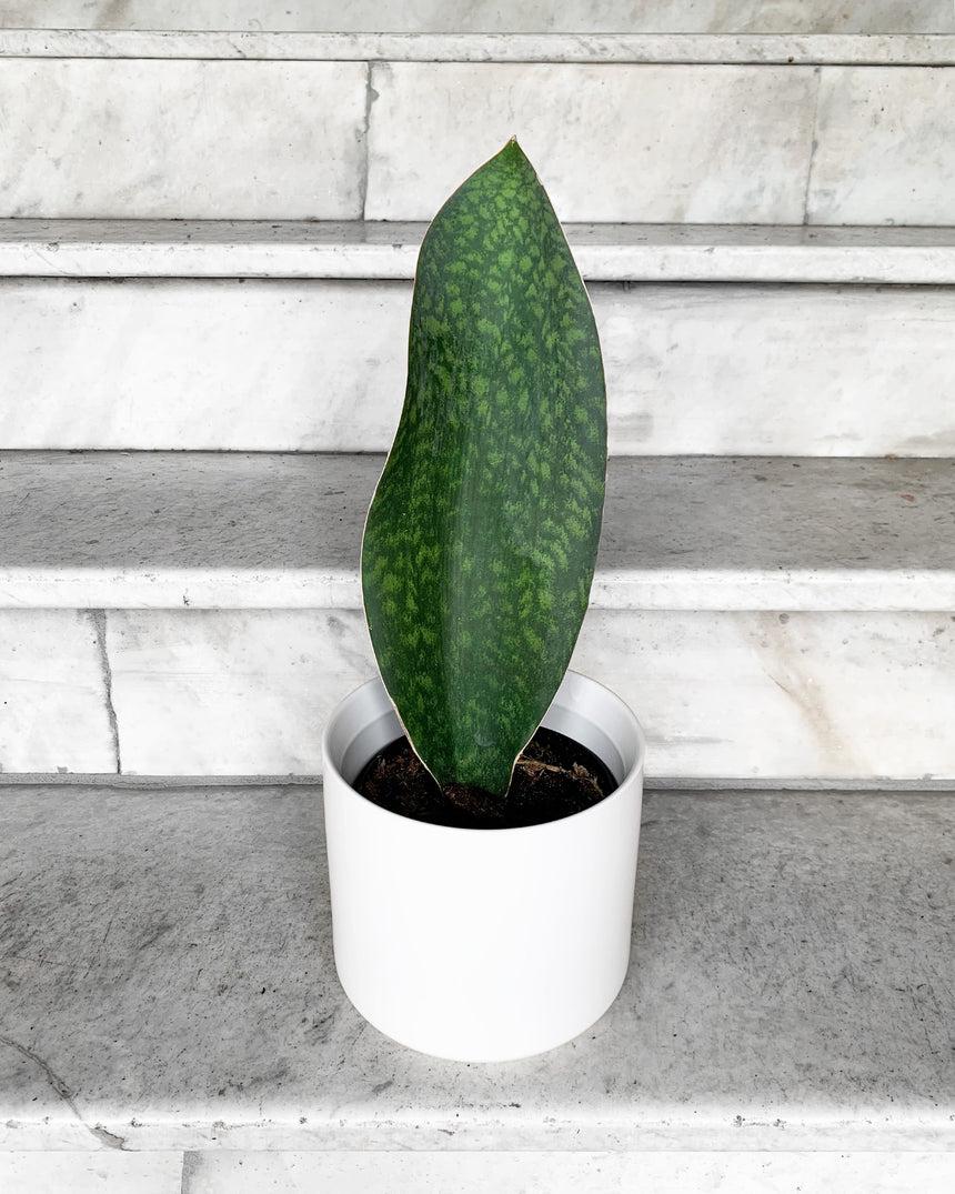 Bcc Sanseveria Whales Fin Green - View 8 from www redcrocus com