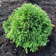 RedCrocus Cryptomeria japonica 'Reins Dense' Live Plant – Dwarf Japanese Cedar, Dense Evergreen Conifer, Bronze Winter Color, Zones 5–9; Great for Hedges, Containers & Bonsai  7 Gallon Nursery Pot