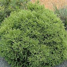 RedCrocus Cryptomeria japonica 'Reins Dense' Live Plant – Dwarf Japanese Cedar, Dense Evergreen Conifer, Bronze Winter Color, Zones 5–9; Great for Hedges, Containers & Bonsai  7 Gallon Nursery Pot