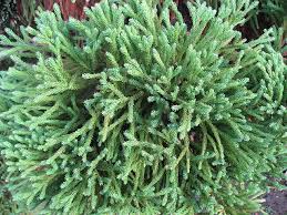 RedCrocus Cryptomeria japonica 'Reins Dense' Live Plant – Dwarf Japanese Cedar, Dense Evergreen Conifer, Bronze Winter Color, Zones 5–9; Great for Hedges, Containers & Bonsai  7 Gallon Nursery Pot