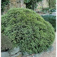 RedCrocus Cryptomeria japonica 'Reins Dense' Live Plant – Dwarf Japanese Cedar, Dense Evergreen Conifer, Bronze Winter Color, Zones 5–9; Great for Hedges, Containers & Bonsai  7 Gallon Nursery Pot