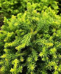 RedCrocus Cryptomeria japonica 'Reins Dense' Live Plant – Dwarf Japanese Cedar, Dense Evergreen Conifer, Bronze Winter Color, Zones 5–9; Great for Hedges, Containers & Bonsai  7 Gallon Nursery Pot