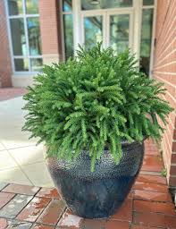 RedCrocus Cryptomeria japonica 'Reins Dense' Live Plant – Dwarf Japanese Cedar, Dense Evergreen Conifer, Bronze Winter Color, Zones 5–9; Great for Hedges, Containers & Bonsai  7 Gallon Nursery Pot