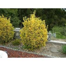 RedCrocus Euonymus japonicus 'Chollipo' Live Plant – Variegated Evergreen Shrub for Hedges, Screens & Containers; Low-Maintenance, Coastal/Urban Tolerant  5 Gallon Nursery Pot