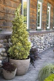 RedCrocus Euonymus japonicus 'Chollipo' Live Plant – Variegated Evergreen Shrub for Hedges, Screens & Containers; Low-Maintenance, Coastal/Urban Tolerant  5 Gallon Nursery Pot