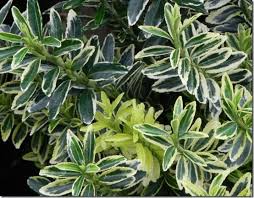 RedCrocus Euonymus japonicus 'Chollipo' Live Plant – Variegated Evergreen Shrub for Hedges, Screens & Containers; Low-Maintenance, Coastal/Urban Tolerant  5 Gallon Nursery Pot