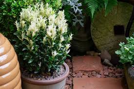 RedCrocus Euonymus japonicus 'Chollipo' Live Plant – Variegated Evergreen Shrub for Hedges, Screens & Containers; Low-Maintenance, Coastal/Urban Tolerant  5 Gallon Nursery Pot