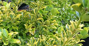 RedCrocus Euonymus japonicus 'Chollipo' Live Plant – Variegated Evergreen Shrub for Hedges, Screens & Containers; Low-Maintenance, Coastal/Urban Tolerant  5 Gallon Nursery Pot