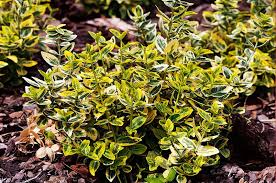 RedCrocus Euonymus japonicus 'Chollipo' Live Plant – Variegated Evergreen Shrub for Hedges, Screens & Containers; Low-Maintenance, Coastal/Urban Tolerant  5 Gallon Nursery Pot