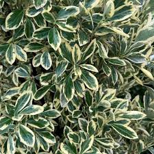 RedCrocus Euonymus japonicus 'Chollipo' Live Plant – Variegated Evergreen Shrub for Hedges, Screens & Containers; Low-Maintenance, Coastal/Urban Tolerant  5 Gallon Nursery Pot