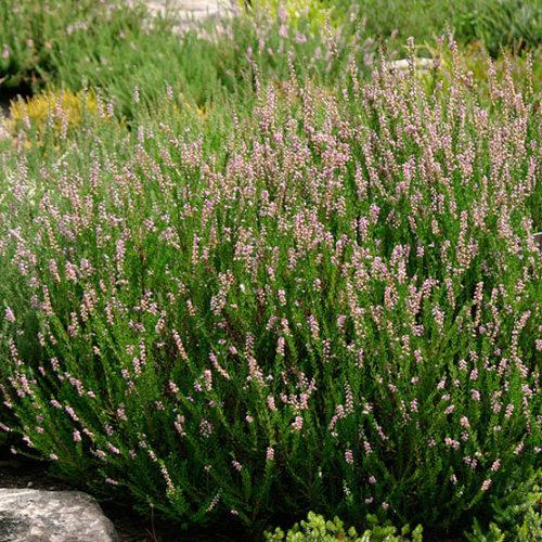 Dba Calluna Heather - View 19 from www redcrocus com
