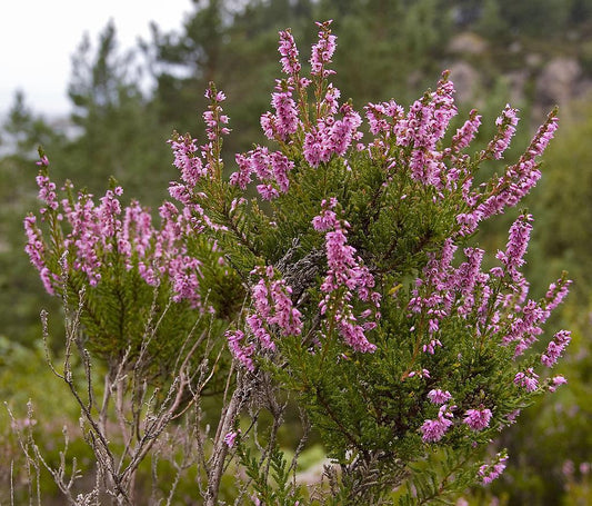 Dba Calluna Heather - View 1 from www redcrocus com