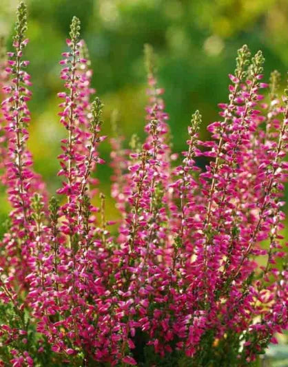 Dba Calluna Heather - View 5 from www redcrocus com